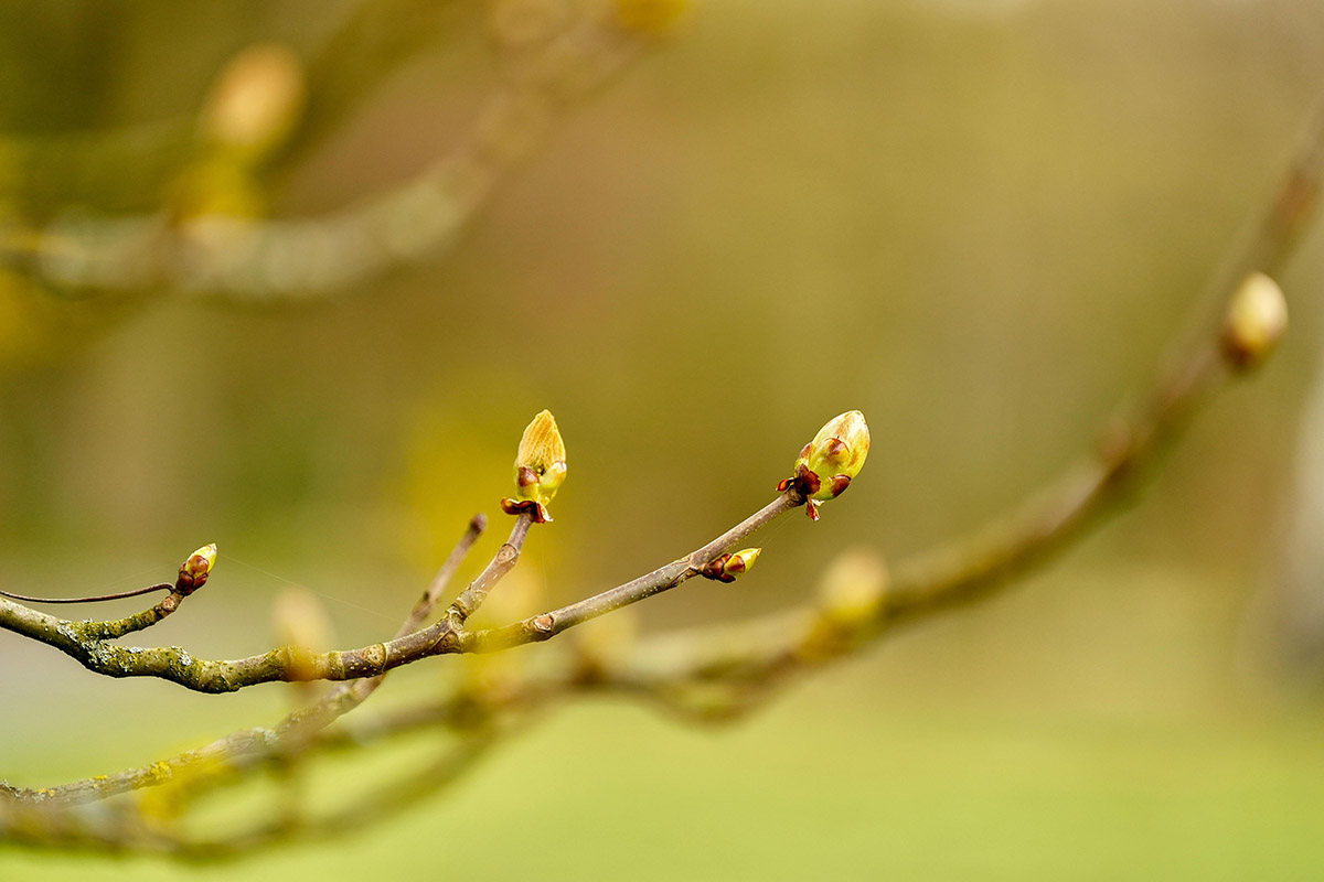 Botanical greenery, reflecting a grounded and natural approach to coaching