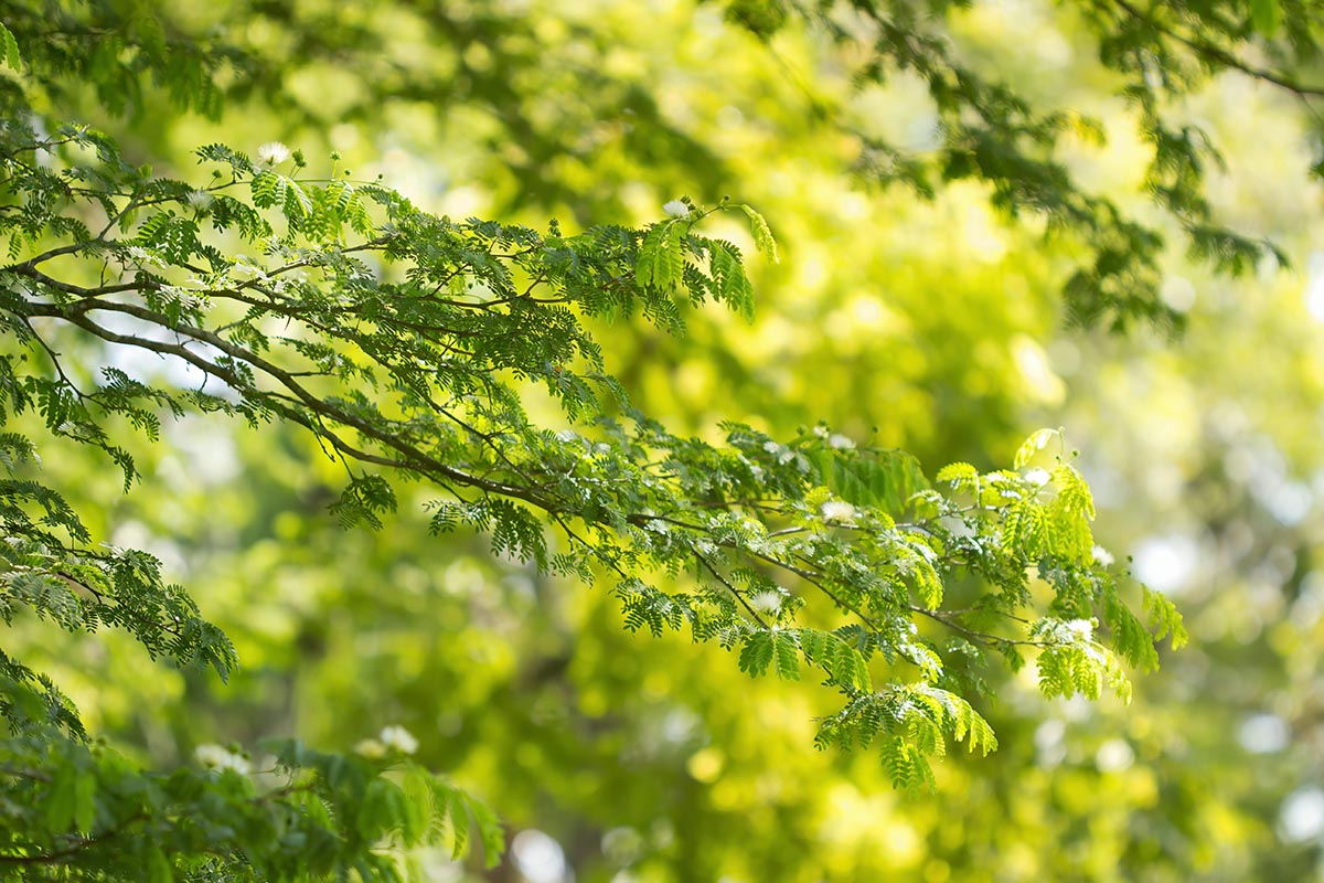 Bare tree branches, symbolizing growth and change through intimacy coaching